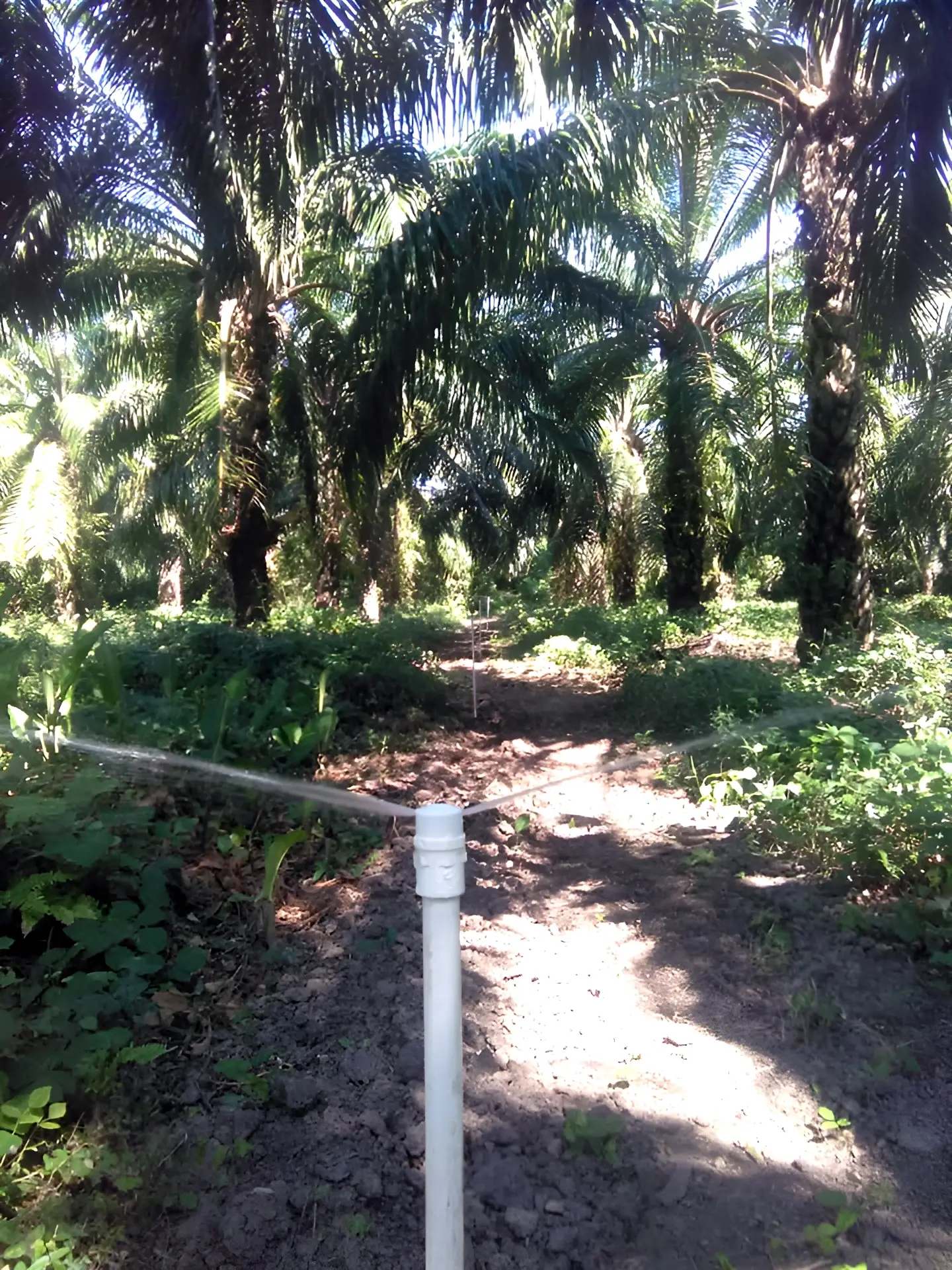 Riego por tapón perforado en un cultivo de palma de aceite en la Zona Bananera del Magdalena