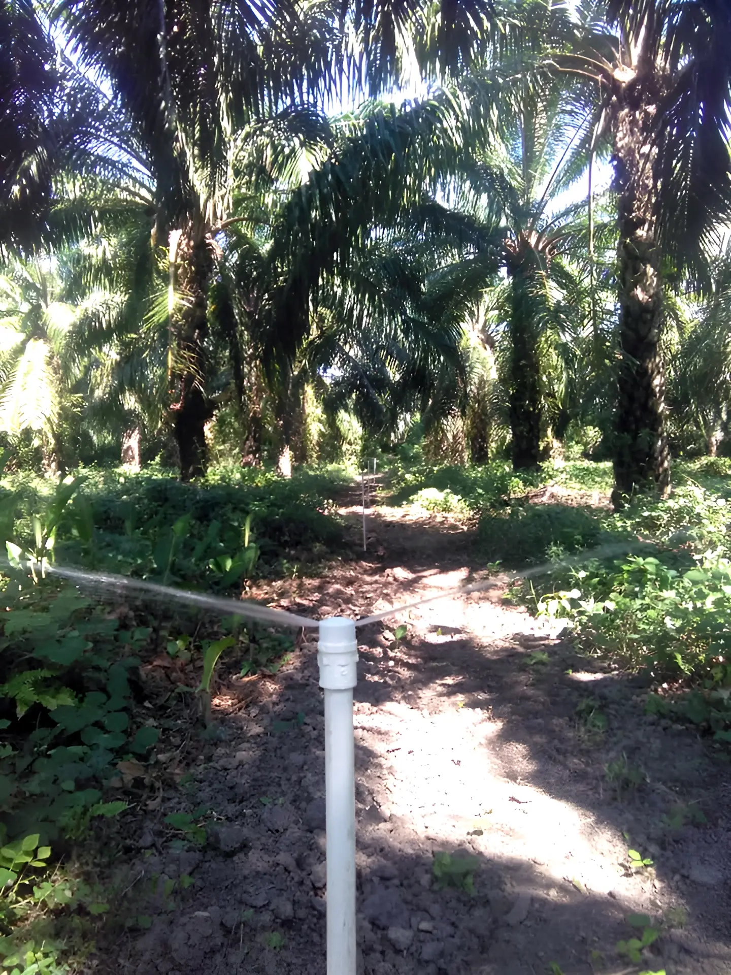 Sistema de riego por goteo instalado en un cultivo de la Costa Caribe colombiana