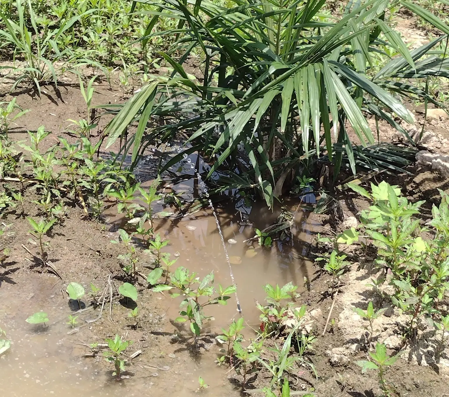 Riego por microtubo en un cultivo de palma de aceite en Algarrobo, Magdalena