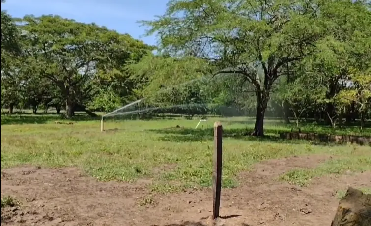 Instalación de sistema de riego por goteo en cultivo de banano en la Costa Caribe