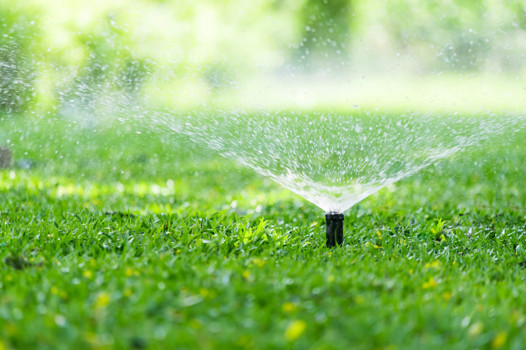 Campo de cultivo irrigado