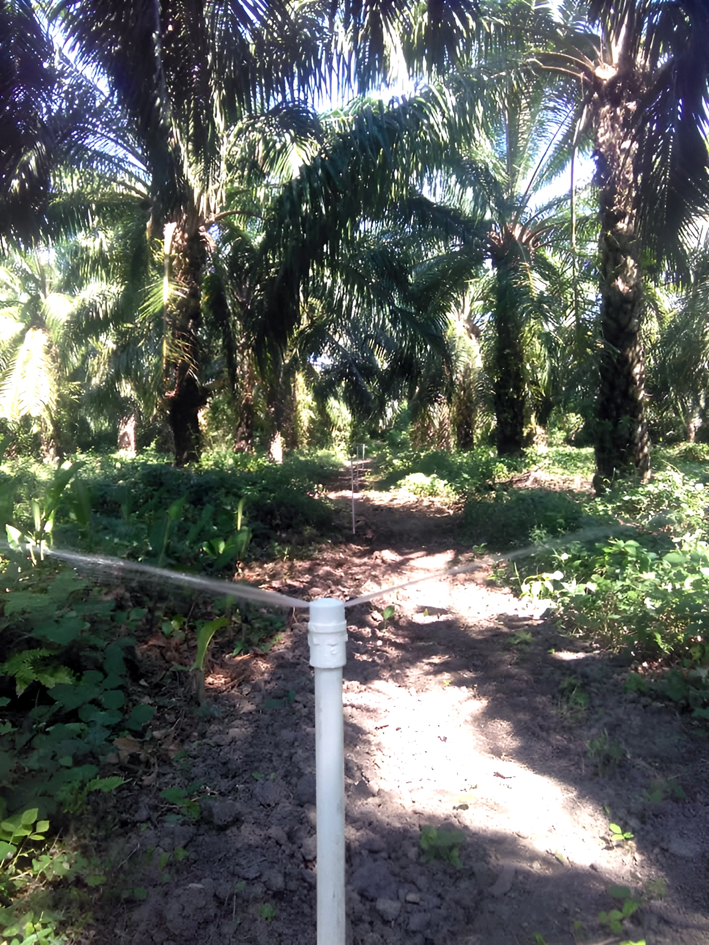 Cultivo de palma de aceite