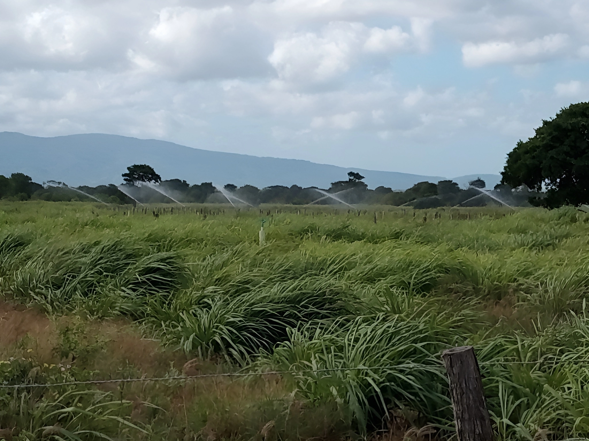Cultivo de pasto de corte